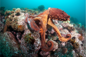 Octopus