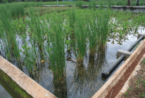 Floating wetlands