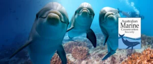 Three dolhpins looking in to the camera above a reef
